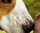 ‘A Dog’s Journey’ is a sweet film, but know what you’re getting into