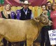 Aman earns back-to-back grand champion buckles