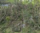 $37.5 million in Hurricane Idalia bill for timber owners