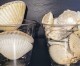 Commission rejects request to support a later scallop season