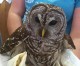 Owl rescued