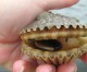 All local waters open to scalloping